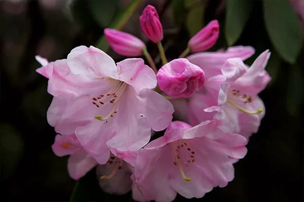 云霧山杜鵑花什么時候開 2019年云霧山杜鵑花開放時間(圖2)