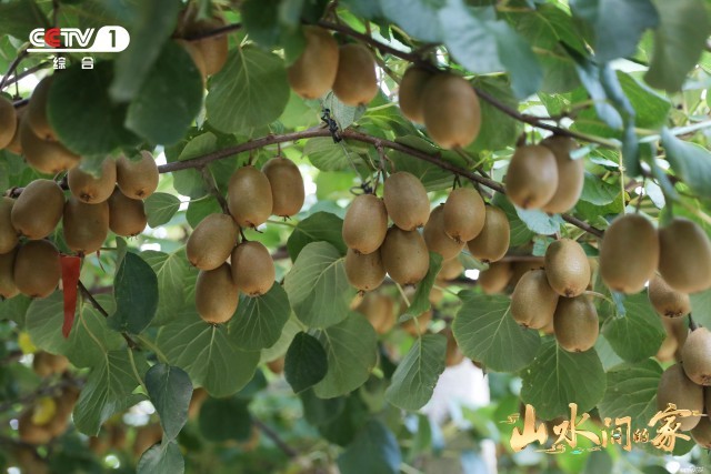 《山水間的家》：千年家風助鄉村振興，“老家真好”悟濃濃鄉愁(圖6)