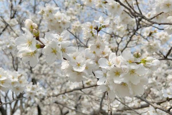 武漢櫻花什么時候開 武大櫻花2024年什么時候開放 武漢櫻花什么時候開 武大櫻花2024年什么時候開放