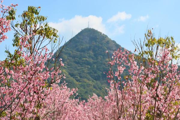2024深圳三洲田櫻花期到什么時候 2024深圳三洲田櫻花期到什么時候