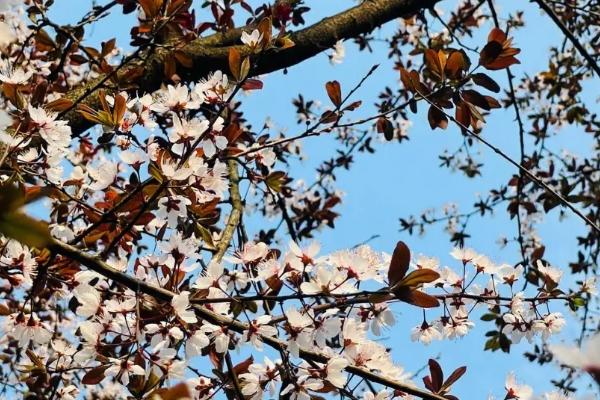和櫻花拍照穿什么衣服 櫻花怎么拍好看 和櫻花拍照穿什么衣服 櫻花怎么拍好看