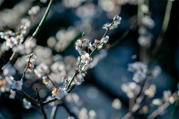 2024上海梅花節時間+地點+門票+交通+介紹