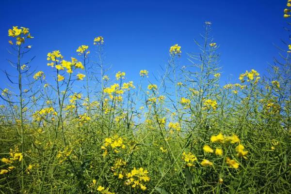 汕頭春天賞花地點有哪些