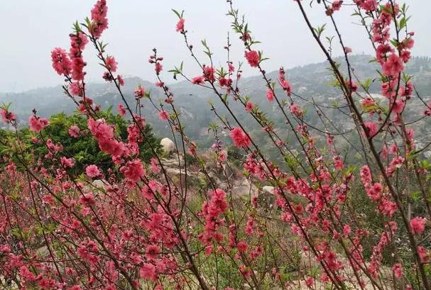 汕頭春天賞花地點有哪些