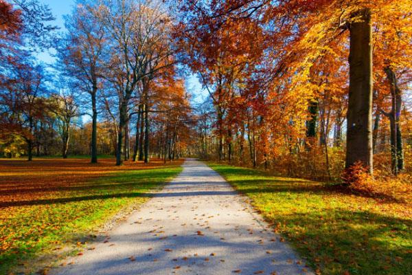 上海顧村公園櫻花什么時(shí)候開(kāi)