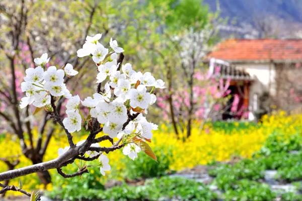 2024金川梨花節在哪里