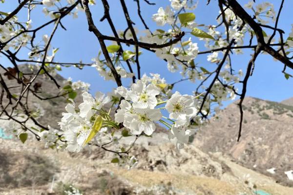 2024金川梨花節在哪里