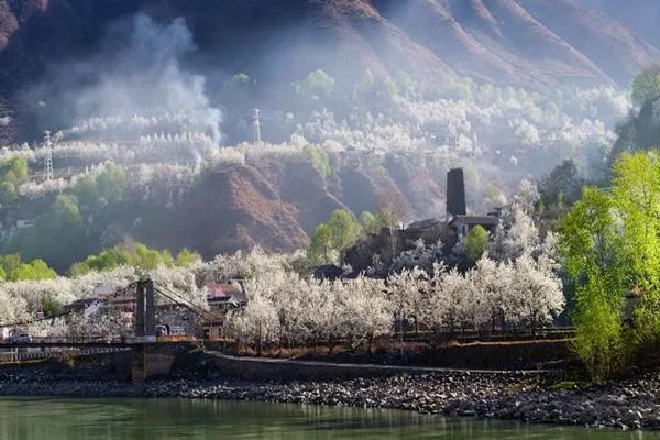 2024金川梨花節在哪里