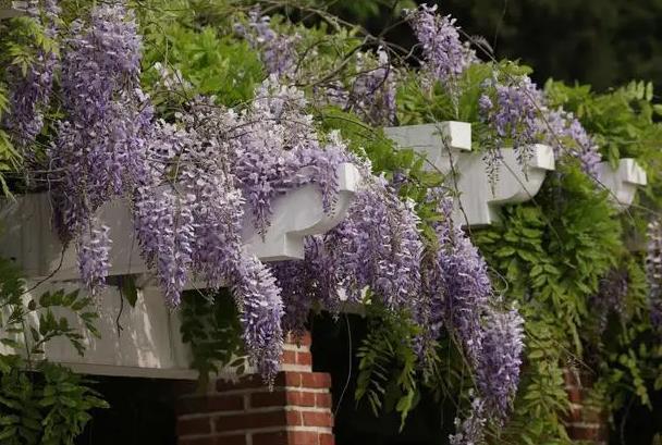 青島春季賞花的地方有哪些 賞花最佳時間