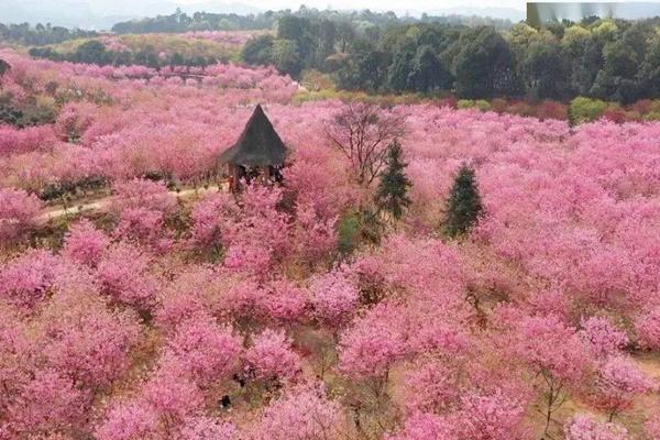 2024湘潭櫻花園門票價格 附優惠政策 2024湘潭櫻花園門票價格 附優惠政策