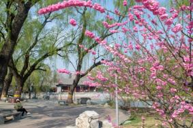 2024天津桃花節在哪里舉辦 什么時候開始