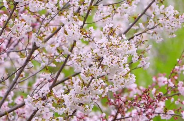 2024上海賞櫻花哪里最好 附最佳觀賞時(shí)間介紹及地點(diǎn)推薦