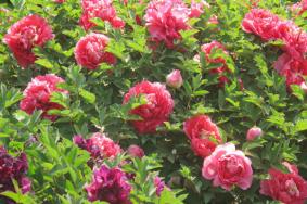 重慶墊江看牡丹花在哪里