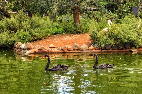 2024海口天鵝湖動物基地門票優惠政策