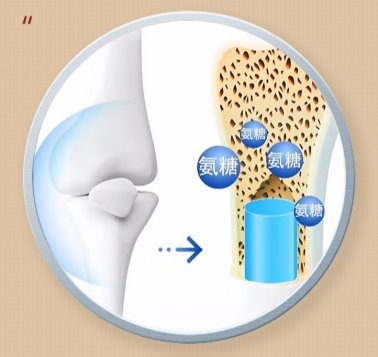 科普氨糖軟骨素鈣片養護原理及氨糖軟骨素鈣片正確吃法(圖2)